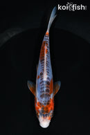5.75" HI SHUSUI