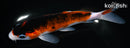 6.25" BUDO GOROMO