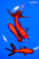 PACK OF (3) 4-5.75" GOLDFISH