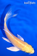 5" YAMABUKI OGON BUTTERFLY