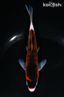 6.25" BUDO GOROMO