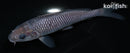 5.5" SORAGOI