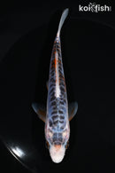 5.5" ARAGOKE SHUSUI