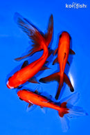 PACK OF (3) 4-5.75" GOLDFISH