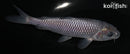 5.5" SORAGOI