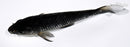 5.75" SORAGOI