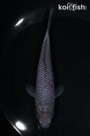 5.5" SORAGOI
