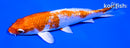 5" GINRIN HARIWAKE