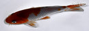 5.25" OCHIBA SHIGURE
