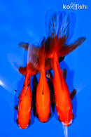PACK OF (3) 4-5.75" GOLDFISH