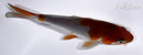 5.25" OCHIBA SHIGURE