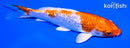 5" GINRIN HARIWAKE