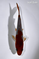 5.25" OCHIBA SHIGURE