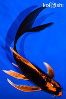 6" ORENJI MATSUBA BUTTERFLY