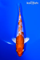 5" GINRIN HARIWAKE