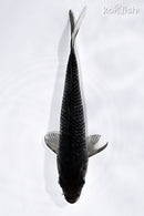 5.75" SORAGOI