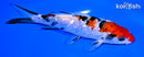 5.5" GINRIN SANKE