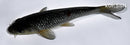 5.25" GINRIN OCHIBA SHIGURE