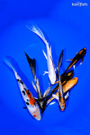 PACK OF (7) 4.5-7.25 IMPERFECT STANDARD AND BUTTERFLY KOI