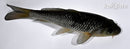 5.25" GINRIN OCHIBA SHIGURE