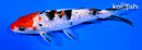 5.5" GINRIN SANKE