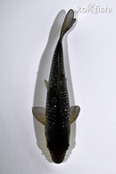5.25" GINRIN OCHIBA SHIGURE