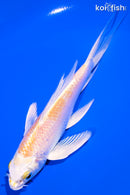 5.5" HARIWAKE BUTTERFLY