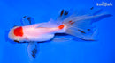 5.25" MARUTEN ORANDA GOLDFISH