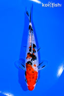 5.5" GINRIN SANKE