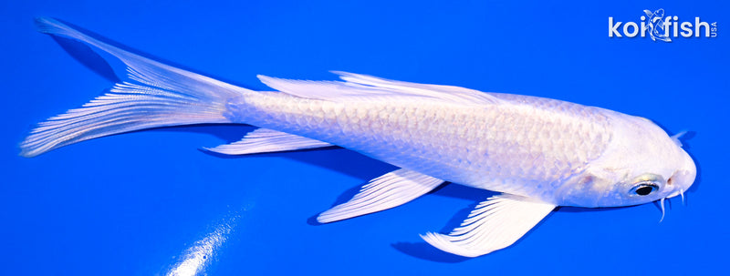 5" PLATINUM OGON BUTTERFLY