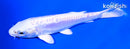 5.5" DOITSU PLATINUM OGON