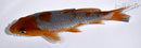 5.25" OCHIBA SHIGURE