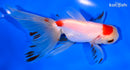 5.25" MARUTEN ORANDA GOLDFISH