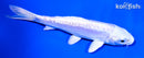 5.5" DOITSU PLATINUM OGON