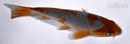5.25" OCHIBA SHIGURE