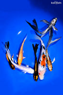 PACK OF (7) 4.5-7.25 IMPERFECT STANDARD AND BUTTERFLY KOI