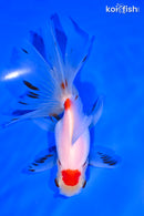 5.25" MARUTEN ORANDA GOLDFISH