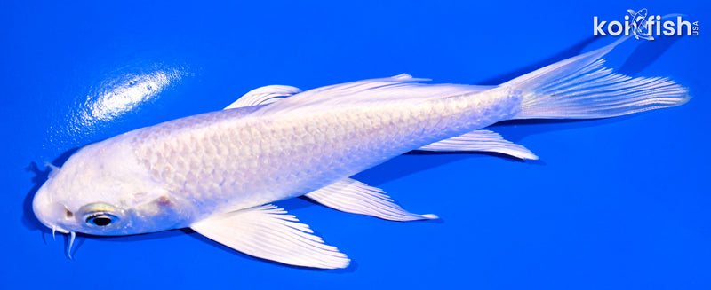 5" PLATINUM OGON BUTTERFLY