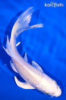 5" PLATINUM OGON BUTTERFLY