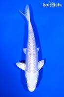 5.5" DOITSU PLATINUM OGON