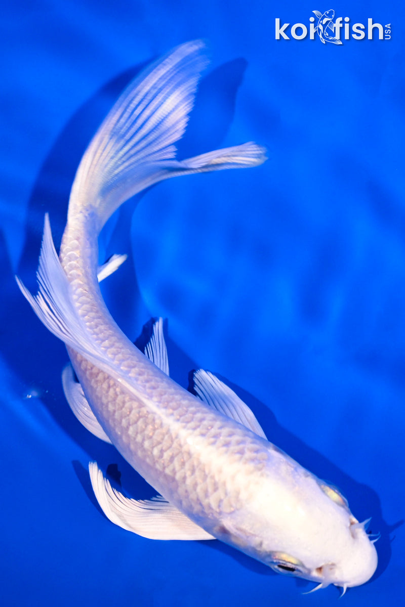 5" PLATINUM OGON BUTTERFLY