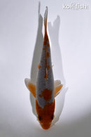 5.25" OCHIBA SHIGURE