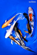 PACK OF (7) 4.5-7.25 IMPERFECT STANDARD AND BUTTERFLY KOI