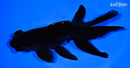 6" TELESCOPE FANTAIL GOLDFISH