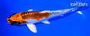 5.75" KUJAKU