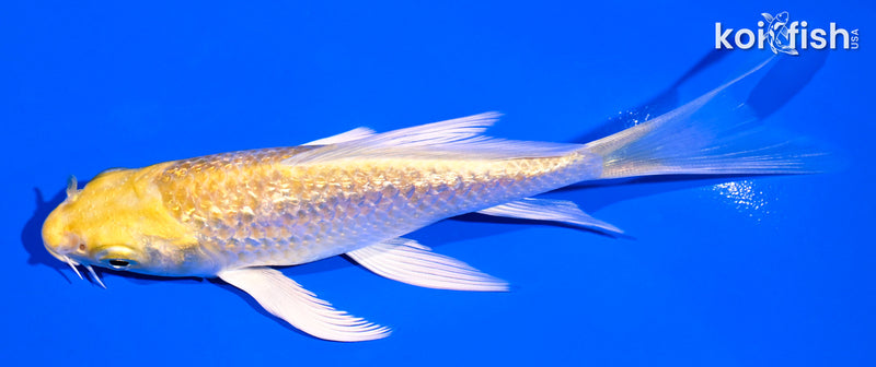 4.5" GINRIN YAMABUKI OGON BUTTERFLY