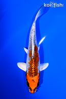 5.75" KUJAKU