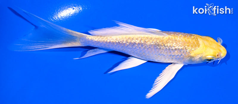 4.5" GINRIN YAMABUKI OGON BUTTERFLY
