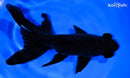 6" TELESCOPE FANTAIL GOLDFISH