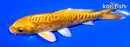 5.25" DOITSU ORENJI OGON